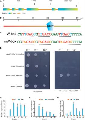 GhWRKY6 Acts as a Negative Regulator in Both Transgenic Arabidopsis and Cotton During Drought and Salt Stress